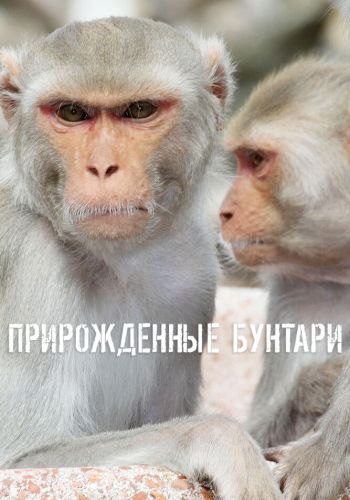 Прирожденные бунтари смотреть онлайн - FanFilm4K Прирожденные бунтари постер