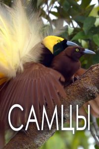 Самцы смотреть онлайн - FanFilm4K Самцы постер