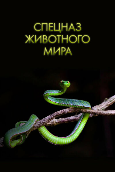 Спецназ животного мира смотреть онлайн - FanFilm4K Спецназ животного мира постер