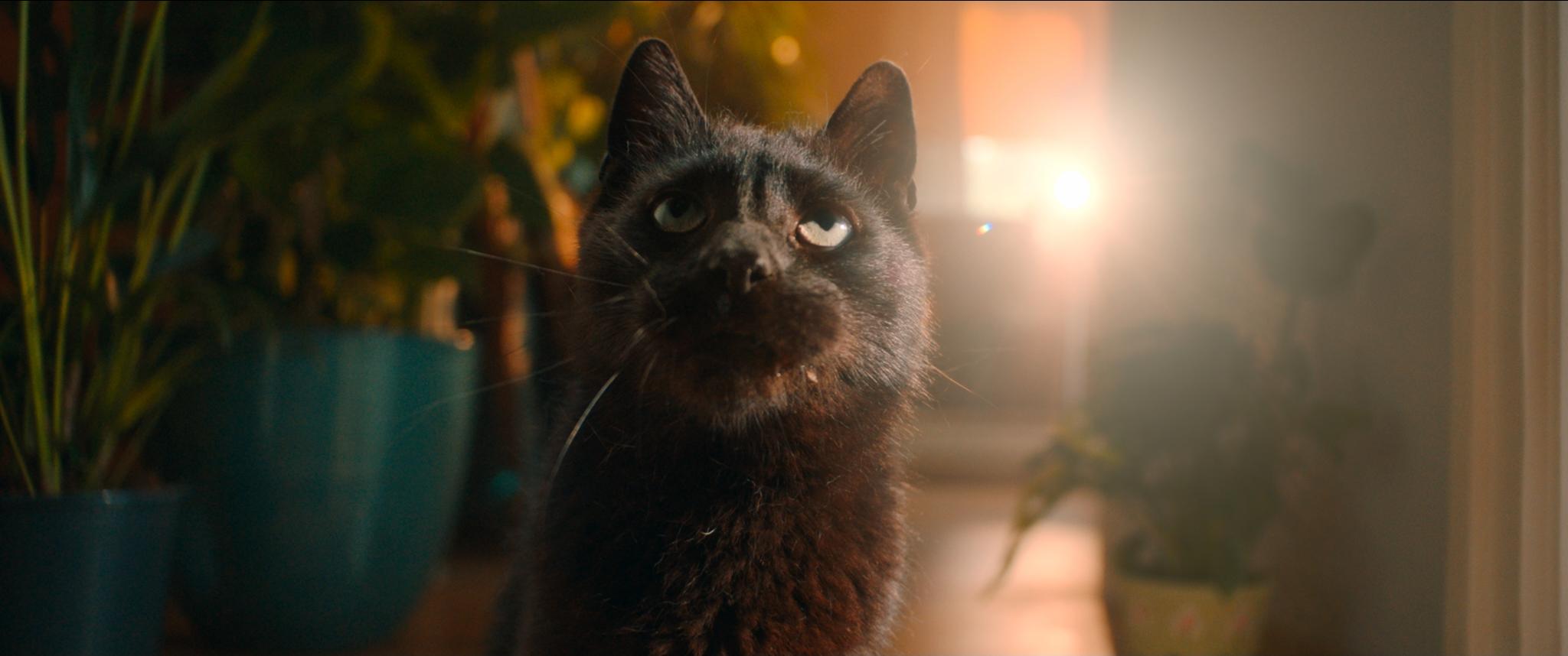 Кадр 3 из Я — кот Я — кот (2024) Постер 3