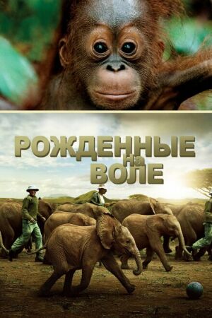  Рожденные на воле  постер 4К