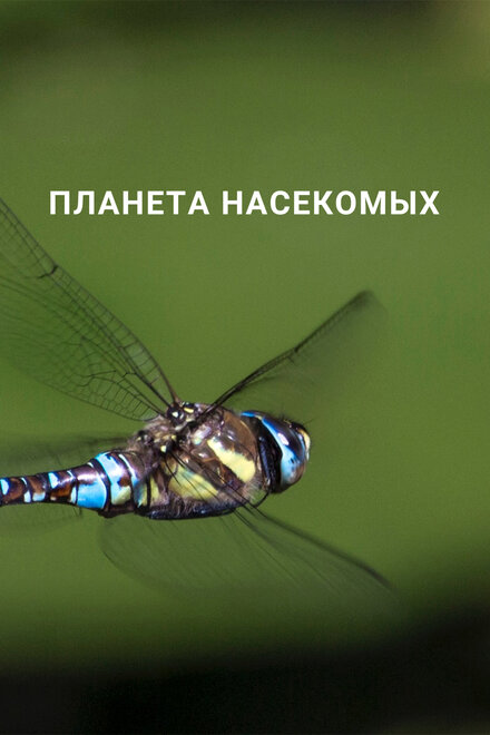 Планета насекомых постер 4К