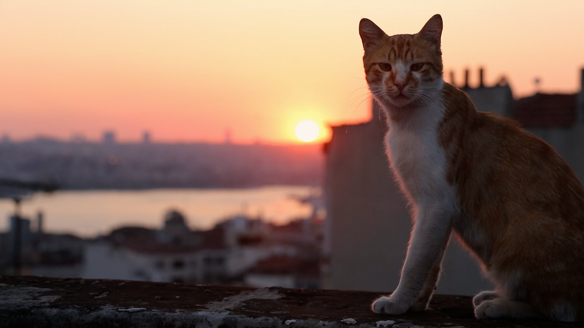 Кадр 3 из Город кошек Город кошек (2016) Постер 3